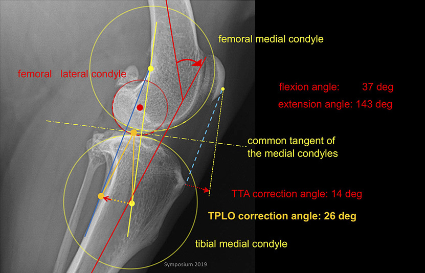 TTA vs TPLO Surgery KYON