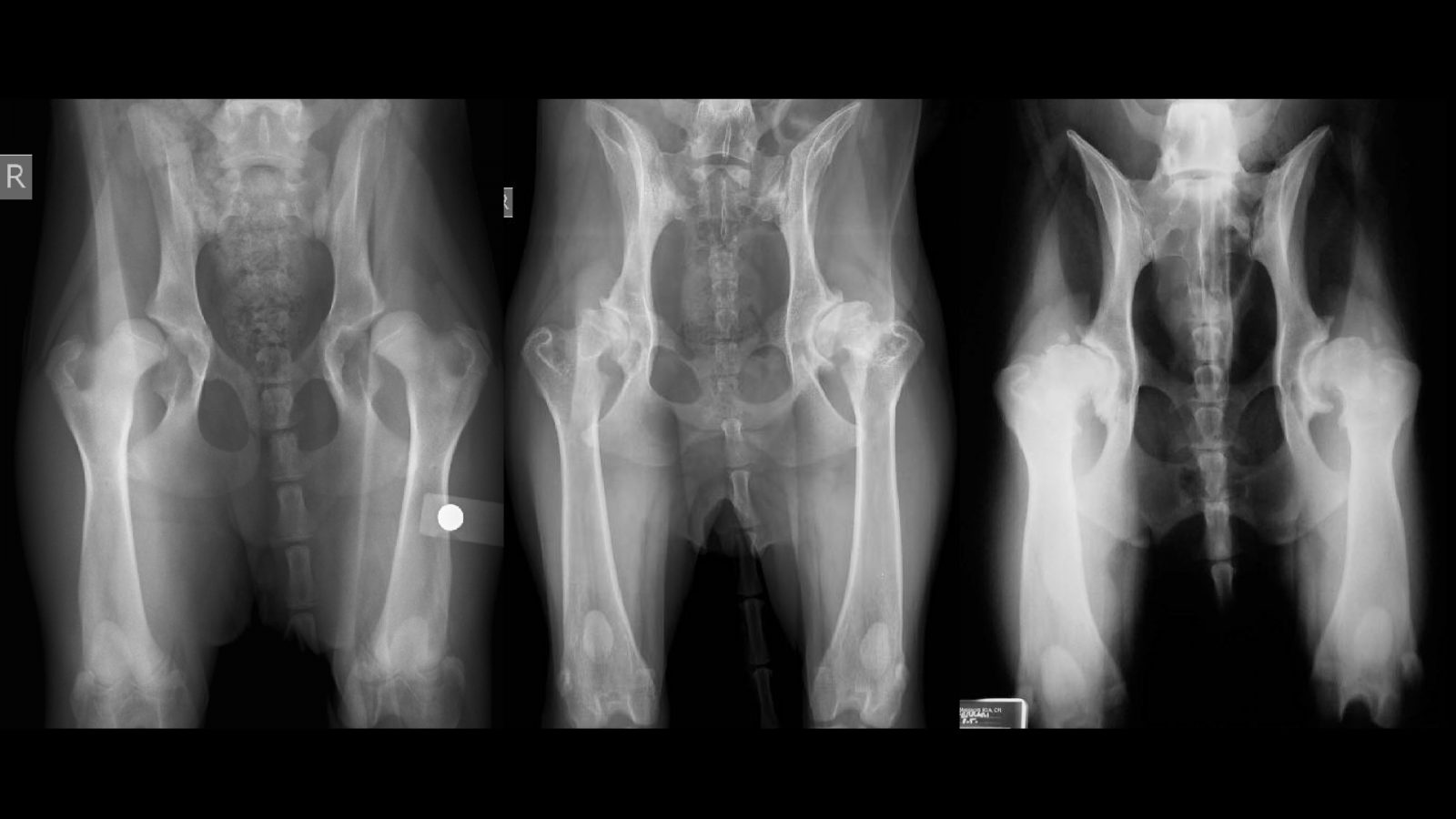 Hip Dysplasia In Dogs KYON